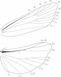 Attēlu rezultāti vaicājumam “Retinia resinella exuvia”