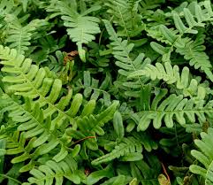 Attēlu rezultāti vaicājumam “Polypodium vulgare”