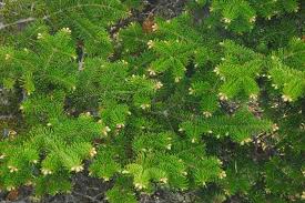 Attēlu rezultāti vaicājumam “Abies balsamea”