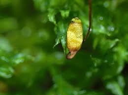 Attēlu rezultāti vaicājumam “Plagiomnium cuspidatum sporophyte”