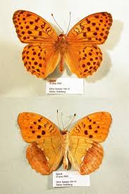 Attēlu rezultāti vaicājumam “Argynnis laodice”