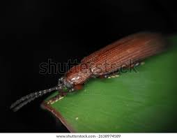 Attēlu rezultāti vaicājumam “Lycidae”