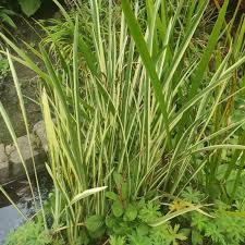 Image result for Acorus calamus