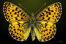 Attēlu rezultāti vaicājumam “Boloria titania underside”