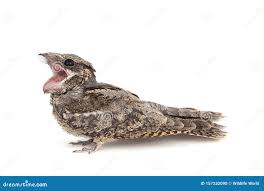 Attēlu rezultāti vaicājumam “Caprimulgus europaeus”