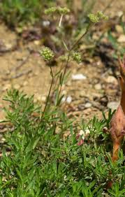 Attēlu rezultāti vaicājumam “Valerianaceae”