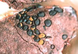 Attēlu rezultāti vaicājumam “Perichaena corticalis macro”