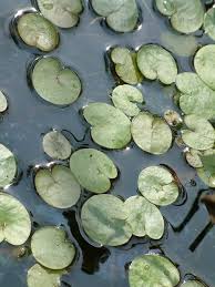 Attēlu rezultāti vaicājumam “Hydrocharis morsus-ranae fruit”