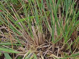 Attēlu rezultāti vaicājumam “Festuca polesica”