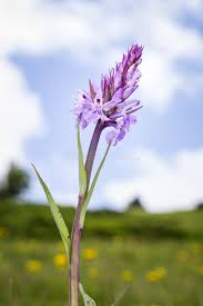 Attēlu rezultāti vaicājumam “Dactylorhiza cruenta flower”