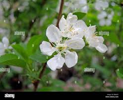 Attēlu rezultāti vaicājumam “Cerasus flower”