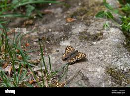 Image result for Papilionoidea
