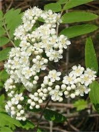 Attēlu rezultāti vaicājumam “Sorbus aucuparia flower”