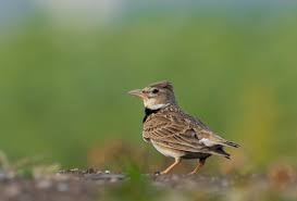 Image result for Melanocorypha calandra