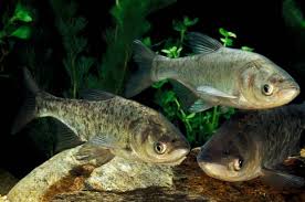 Image result for Hypophthalmichthys nobilis