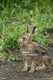 Attēlu rezultāti vaicājumam “Lepus europaeus”