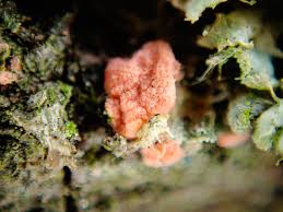 Attēlu rezultāti vaicājumam “Illosporiopsis christiansenii”