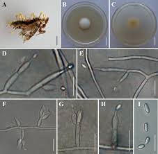 Attēlu rezultāti vaicājumam “Akanthomyces aculeatus”