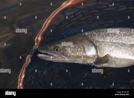 Image result for Salvelinus confluentus