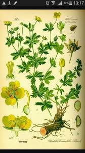 Attēlu rezultāti vaicājumam “Potentilla erecta leaf”