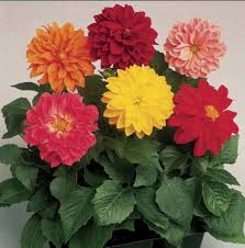 Image result for Dahlia hybrid.