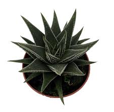 Image result for Haworthia