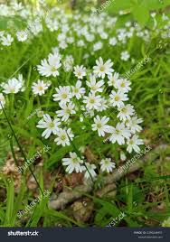 Attēlu rezultāti vaicājumam “Stellaria palustris flower”