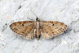 Attēlu rezultāti vaicājumam “Eupithecia tenuiata”