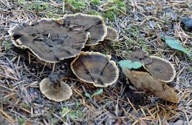 Attēlu rezultāti vaicājumam “Coltricia perennis”