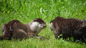 Image result for Eltham Otters