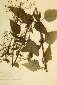 Attēlu rezultāti vaicājumam “Scrophulariaceae”