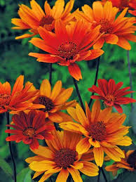 Image result for Heliopsis scabra