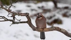 Attēlu rezultāti vaicājumam “Garrulus glandarius adult”