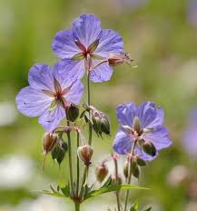 Attēlu rezultāti vaicājumam “Geranium pratense flower”