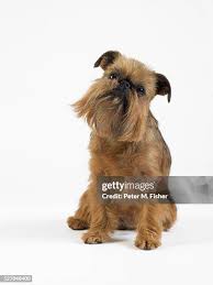 Image result for brüsseler giffon