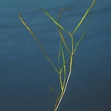 Attēlu rezultāti vaicājumam “Stuckenia pectinata leaf”