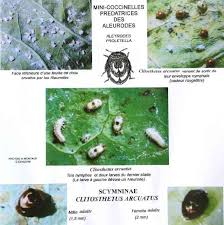 Attēlu rezultāti vaicājumam “Aleurochiton aceris”