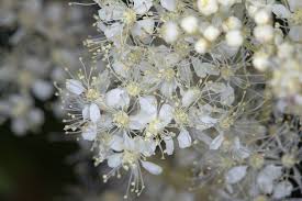 Attēlu rezultāti vaicājumam “Filipendula ulmaria  flower”