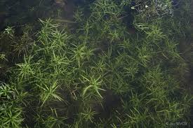 Attēlu rezultāti vaicājumam “Callitriche cophocarpa”