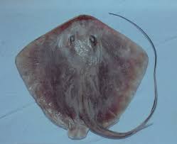 Image result for Hypanus say