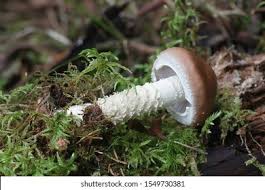 Attēlu rezultāti vaicājumam “Stropharia hornemannii”