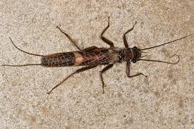 Attēlu rezultāti vaicājumam “Plecoptera”