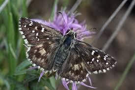 Attēlu rezultāti vaicājumam “Pyrgus alveus”