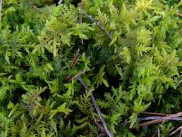 Attēlu rezultāti vaicājumam “moss”