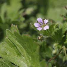 Attēlu rezultāti vaicājumam “Geranium pusillum leaf”