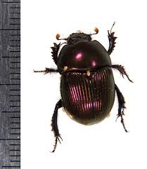 Attēlu rezultāti vaicājumam “Geotrupes”