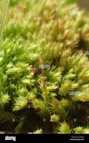 Attēlu rezultāti vaicājumam “Brachythecium albicans”