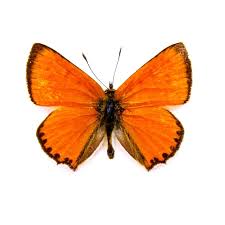 Attēlu rezultāti vaicājumam “Lycaena virgaureae female”