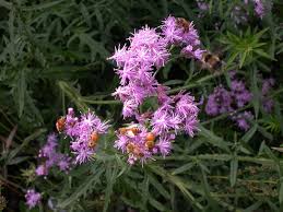 Attēlu rezultāti vaicājumam “Saussurea esthonica”