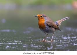 Image result for Erithacus rubecula